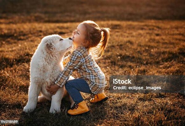 Albai dog running to catch girl in meadow