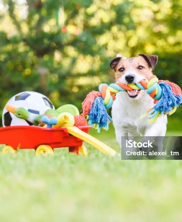 Jack Russell Terrier carrying in mouth colorful dog rope toy