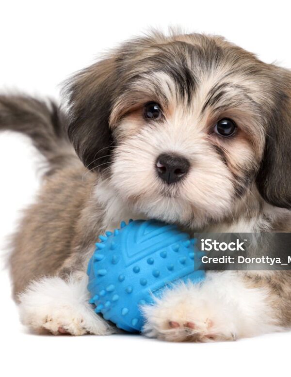 istockphoto-1200779123-1024x1024
