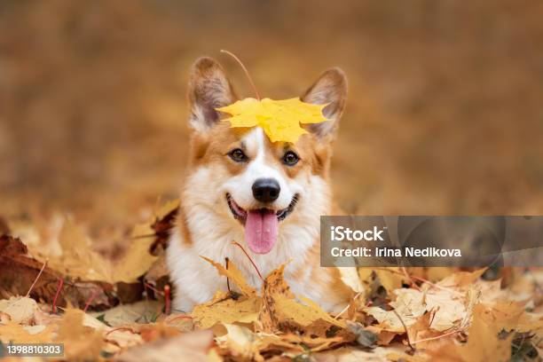 Happy dog of welsh corgi pembroke breed among fallen leaves in autumn