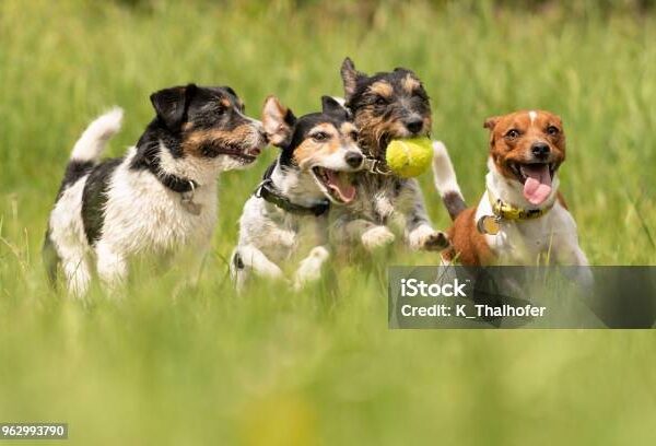 istockphoto-962993790-612x612